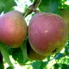 Pear - Pyrus communis KARMLA