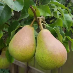 Pear - Pyrus communis NOVELLA