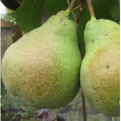 Kriaušė - Pyrus communis NOVELLA