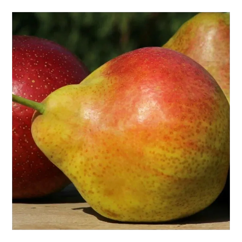 Pear - Pyrus communis NOVELLA