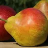 Pear - Pyrus communis NOVELLA
