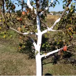 Pear - Pyrus communis VELESA
