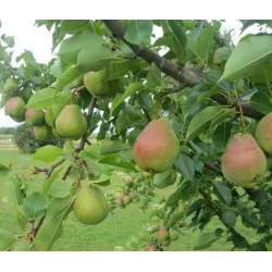 Pear - Pyrus communis VELESA