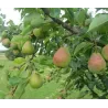 Kriaušė - Pyrus communis VELESA