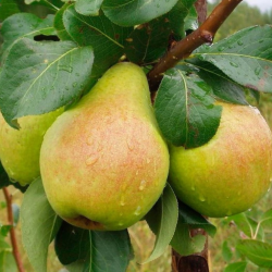 Kriaušė - Pyrus communis VELESA