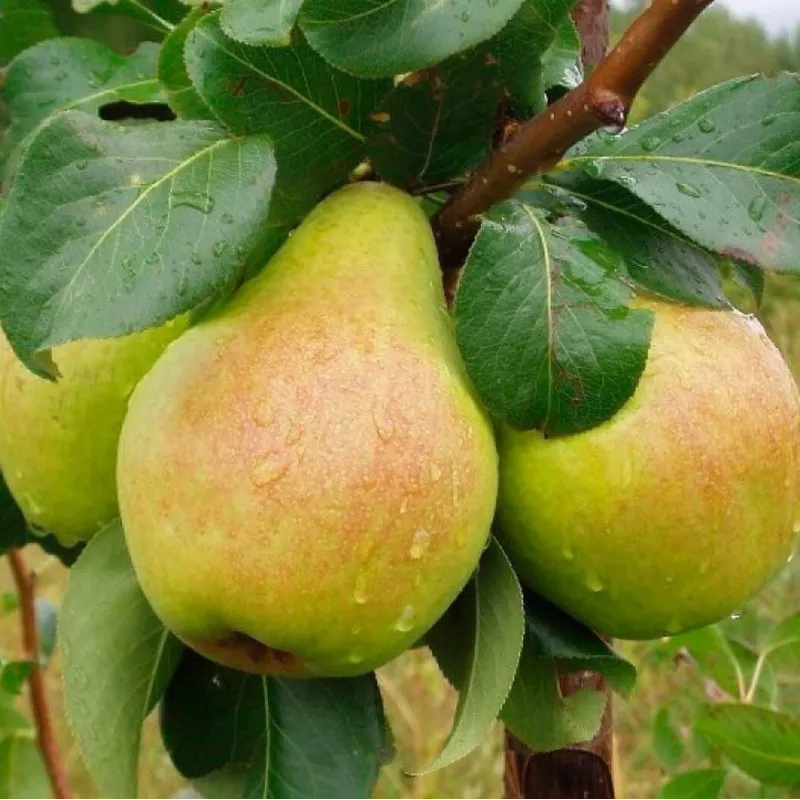 Kriaušė - Pyrus communis VELESA