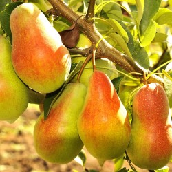 Kriaušė - Pyrus communis TALGARSKAJA KRASAVICA