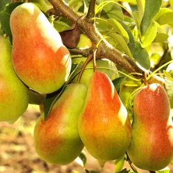 Kriaušė - Pyrus communis TALGARSKAJA KRASAVICA