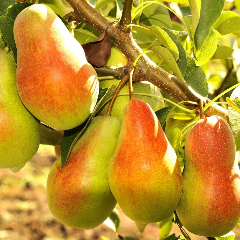 Pear - Pyrus communis TALGARSKAJA KRASAVICA