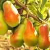 Pear - Pyrus communis TALGARSKAJA KRASAVICA