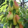 Pear - Pyrus communis TALGARSKAJA KRASAVICA