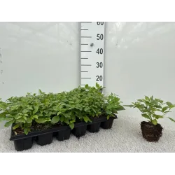 Cornus sanguinea Midwinter Fire