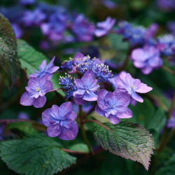 Krūminė hortenzija - Hydrangea serrata BLUE CLOUDS