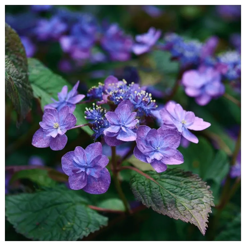 Krūminė hortenzija - Hydrangea serrata BLUE CLOUDS