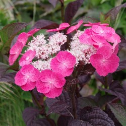 Krūminė hortenzija - Hydrangea serrata DAREDEVIL