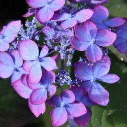 Krūminė hortenzija - Hydrangea serrata MAGIC SUNSET