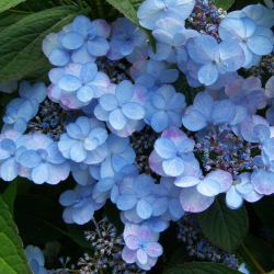Krūminė hortenzija - Hydrangea serrata SUMMER GLOW