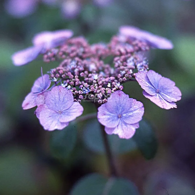 Krūminė hortenzija - Hydrangea serrata VEERLE