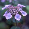 Krūminė hortenzija - Hydrangea serrata VEERLE