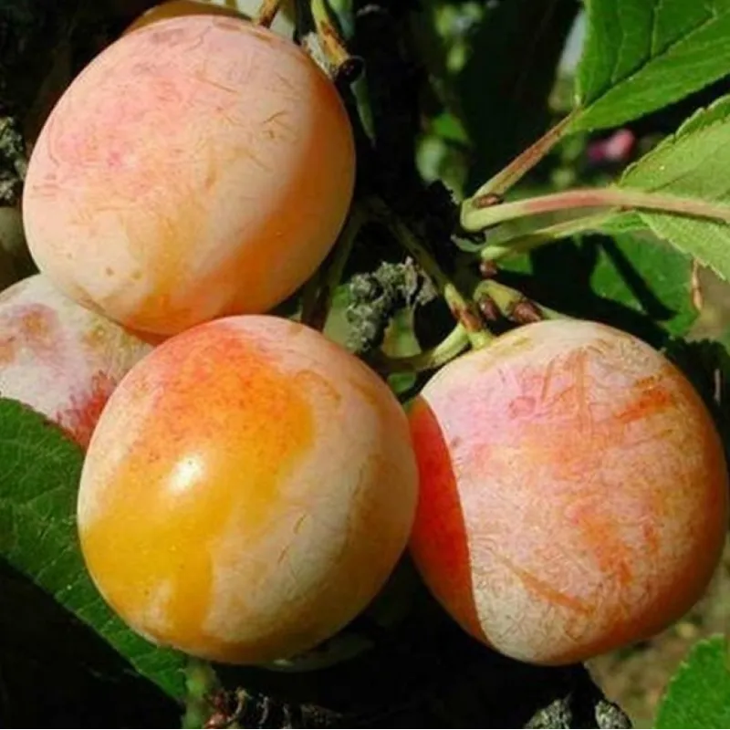 Plum - Prunus domestica LASE