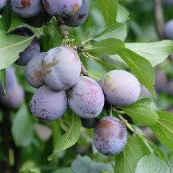 Prunus domestica ANNA SPATH