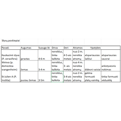 Plum - Prunus domestica JUBILEUM