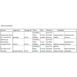 Plum - Prunus domestica JUBILEUM