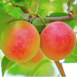 Prunus domestica EARLY GOLDEN