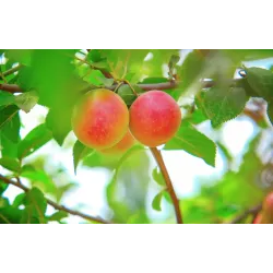 Prunus domestica EARLY GOLDEN