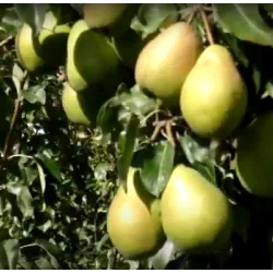 Kriaušė - Pyrus communis ORLOVSKAJA LETNJAJA