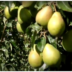 Pear - Pyrus communis ORLOVSKAJA LETNJAJA