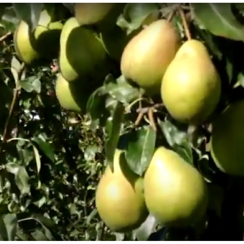 Kriaušė (vasarinė) - Pyrus communis ORLOVSKAJA LETNJAJA