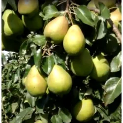 Pear - Pyrus communis ORLOVSKAJA LETNJAJA