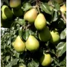 Pear - Pyrus communis ORLOVSKAJA LETNJAJA
