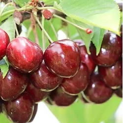 Trešnė - Prunus avium SIMONE