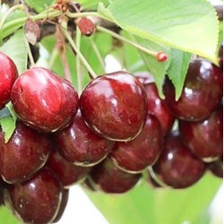 Sweet cherry - Prunus avium SIMONE