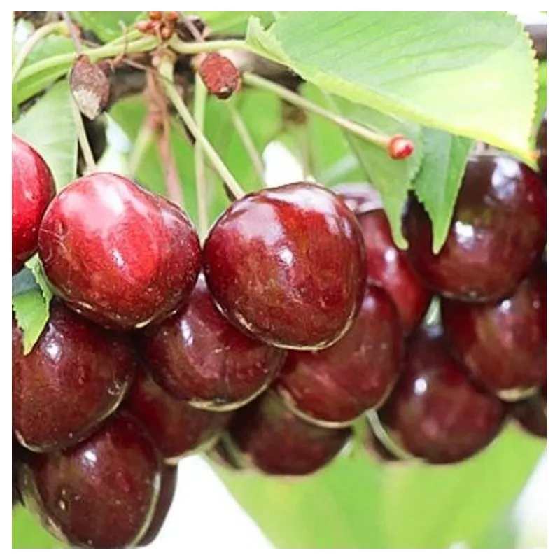 Trešnė (savidulkė) - Prunus avium SIMONE