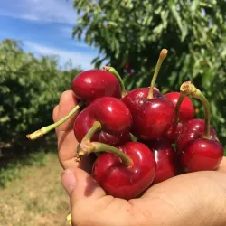 Trešnė (savidulkė) - Prunus avium SIMONE