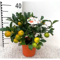 Citrus limetta rossa LEILA