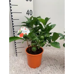 Citrusas laimas - Citrus limetta rossa LEILA