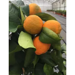 Citrusas laimas - Citrus limetta rossa LEILA