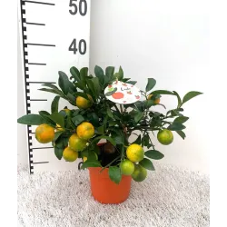 Citrusas laimas - Citrus limetta rossa LEILA