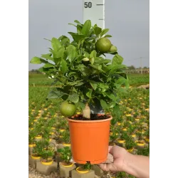 Citrusas laimas - Citrus limetta rossa LEILA