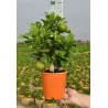 Citrusas laimas - Citrus limetta rossa LEILA