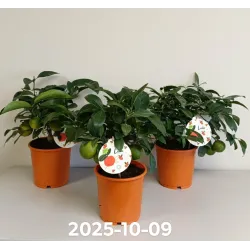 Citrusas laimas - Citrus limetta rossa LEILA