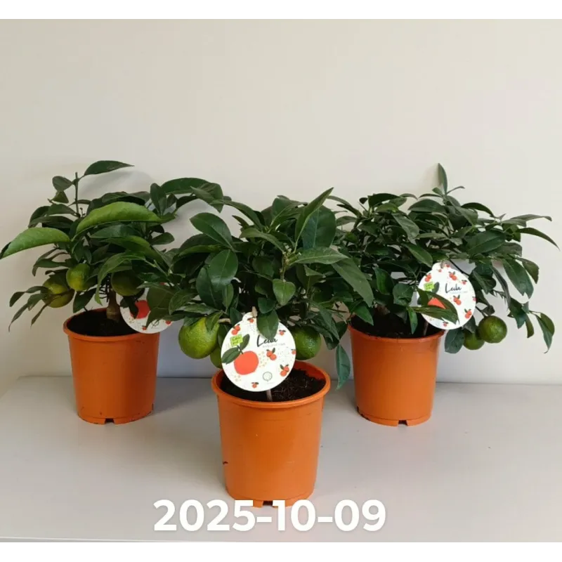 Citrusas laimas - Citrus limetta rossa LEILA