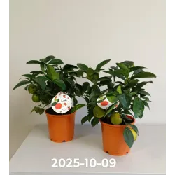 Citrusas laimas - Citrus limetta rossa LEILA