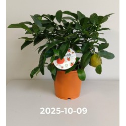 Citrusas laimas - Citrus limetta rossa LEILA