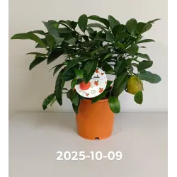 Citrusas laimas - Citrus limetta rossa LEILA