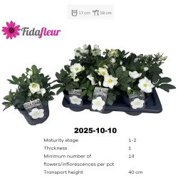 Helleborus niger 'Advent Star'